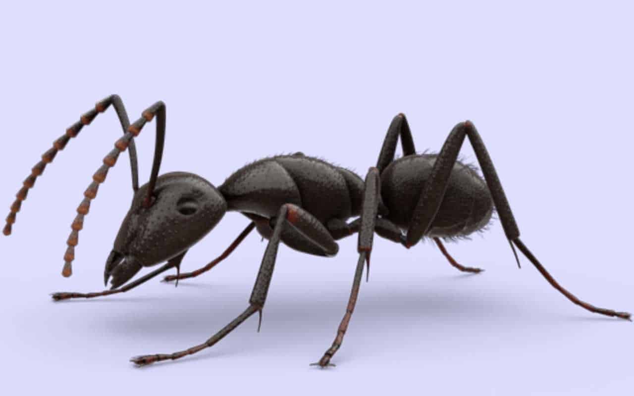عجائب وغرائب عن النمل ماهي انواعه وكيف يعيش