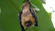 معلومات عن الخفاش (أنواعه وعلى ماذا يتغذى)
