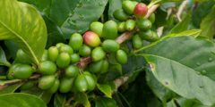 فوائد القهوة الخضراء الصحية والاضرار المحتملة