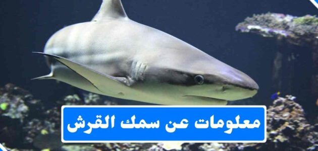 معلومات عن سمكة القرش، انواعها وسلوكها وغذائها